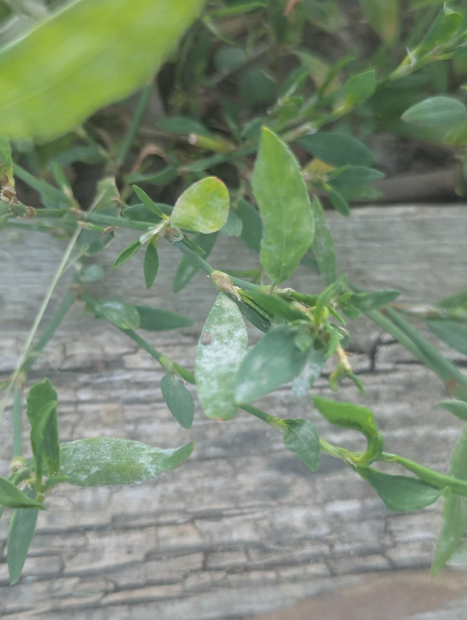 Făinare la hrișcă: Erysiphe polygoni pe Polygonaceae, fallback pentru hrișcă.