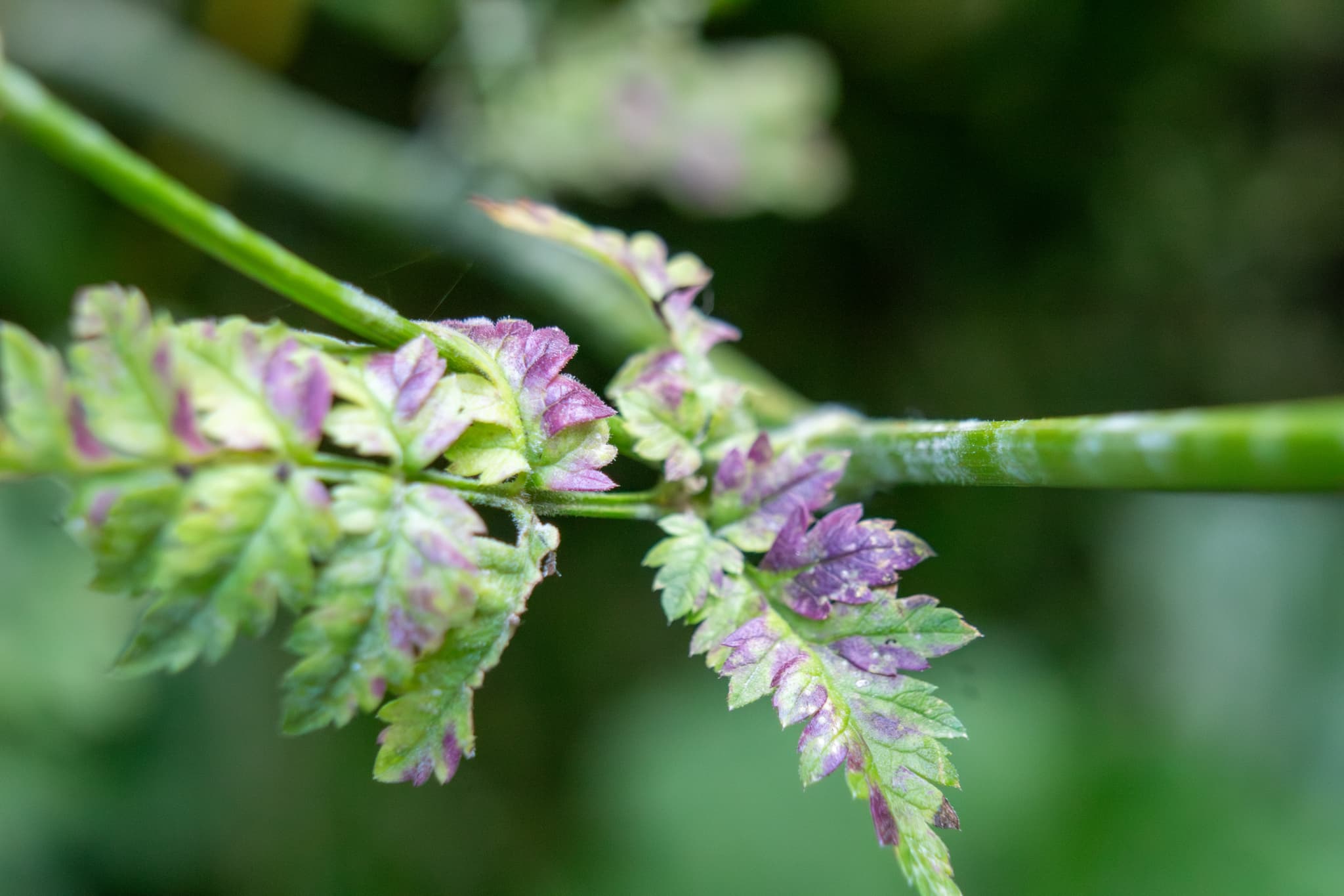 Făinare la fenicul: Erysiphe heraclei pe Apiaceae, fallback pentru fenicul.