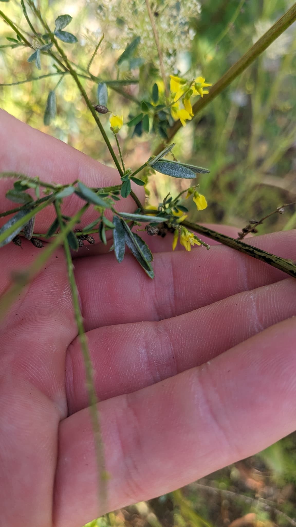Făinare la năut: Erysiphe trifoliorum pe Melilotus, fallback Fabaceae pentru năut.