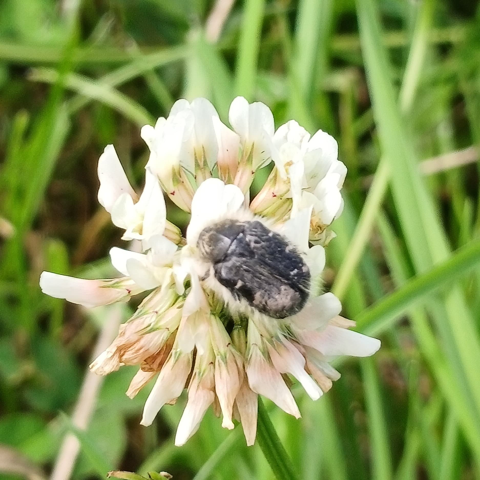 Adult de Tropinota hirta pe floare.
