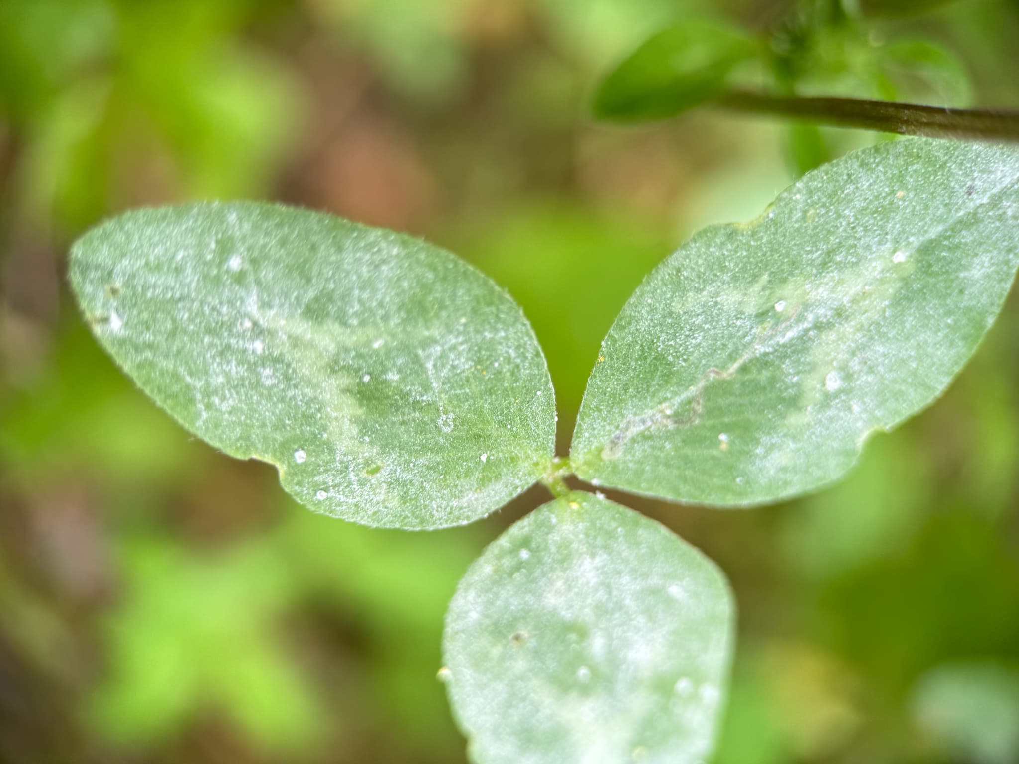 Făinare la linte: Erysiphe trifoliorum pe leguminoasă, fallback Fabaceae pentru linte.