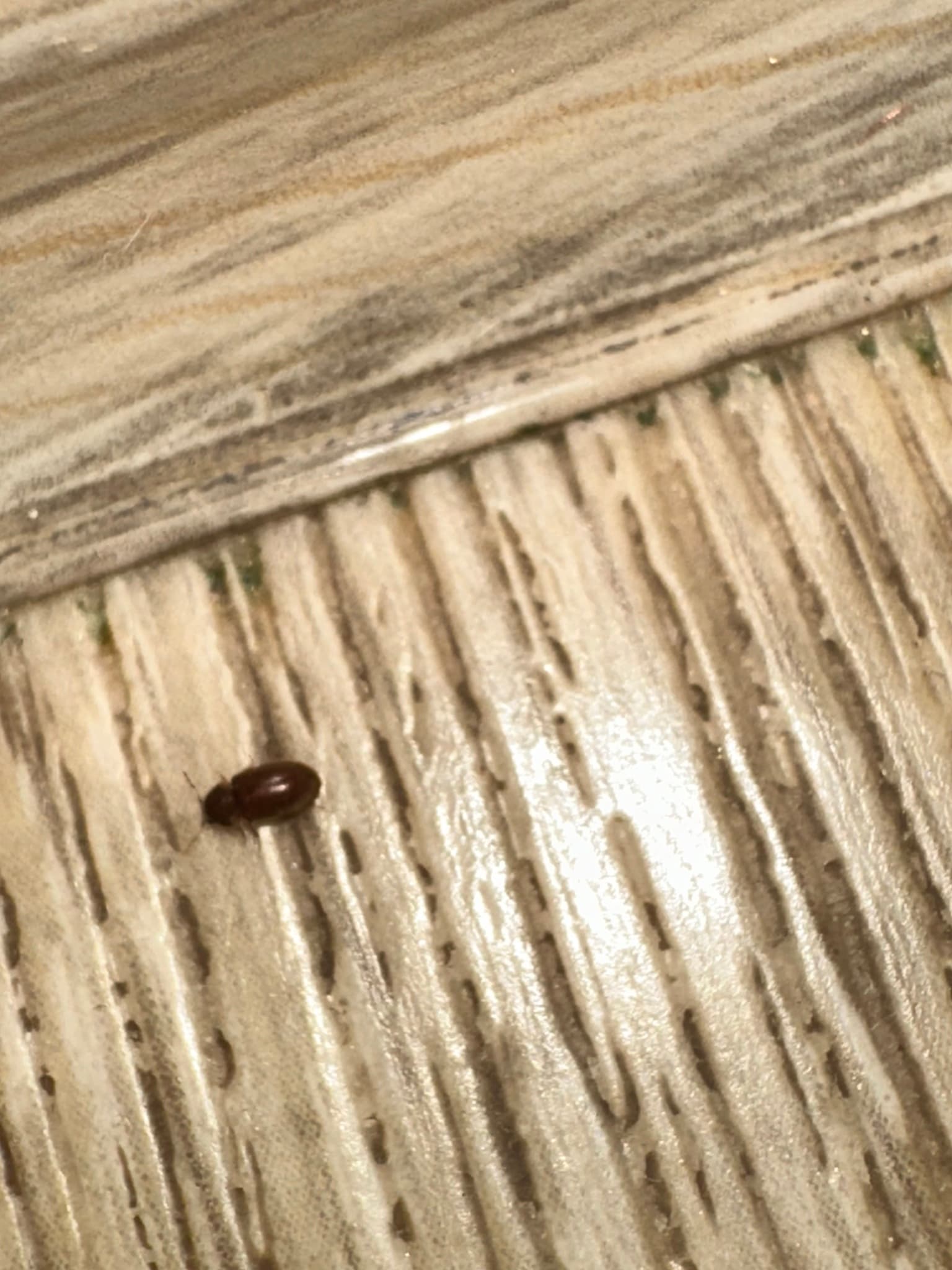 Gargarita tutunului: adult Lasioderma serricorne.
