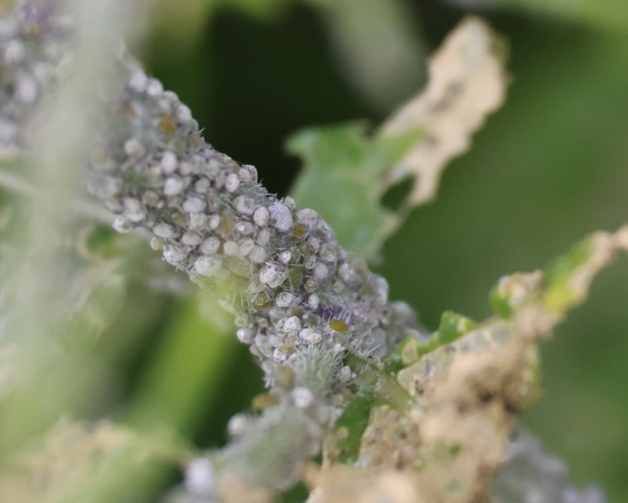 Brevicoryne brassicae, afid al cruciferelor