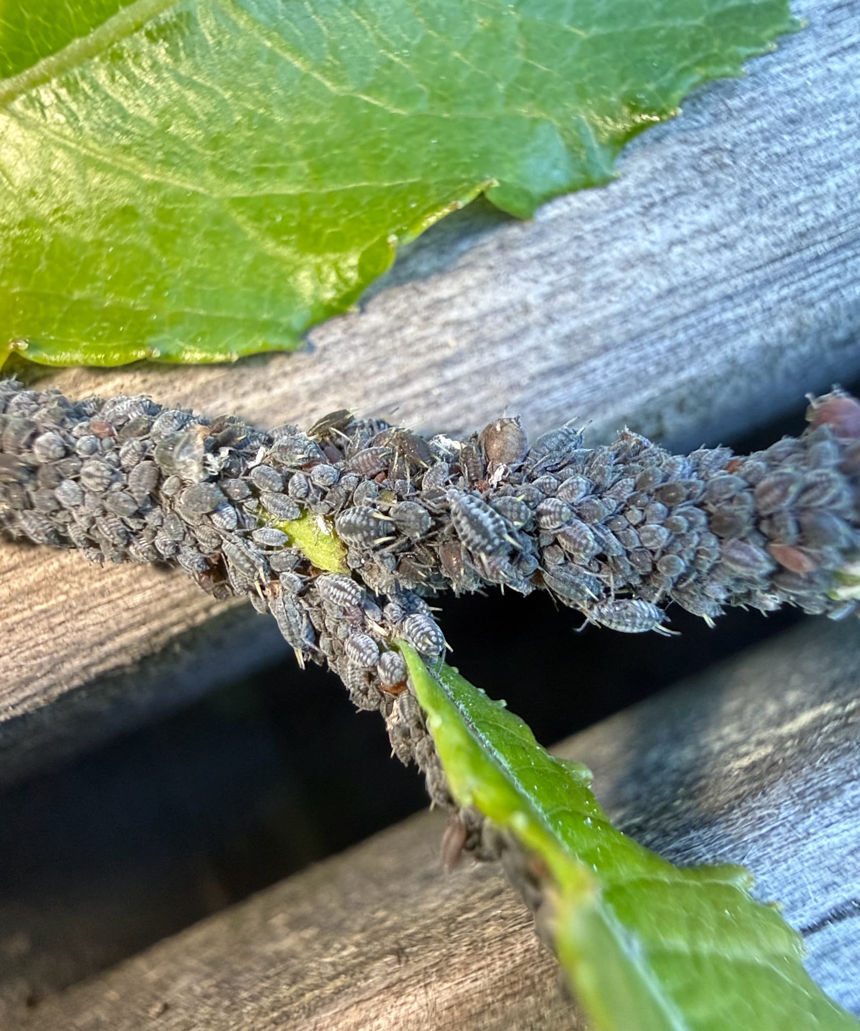 Afide la salcie energetica: dense aphid colony on Salix leaf.