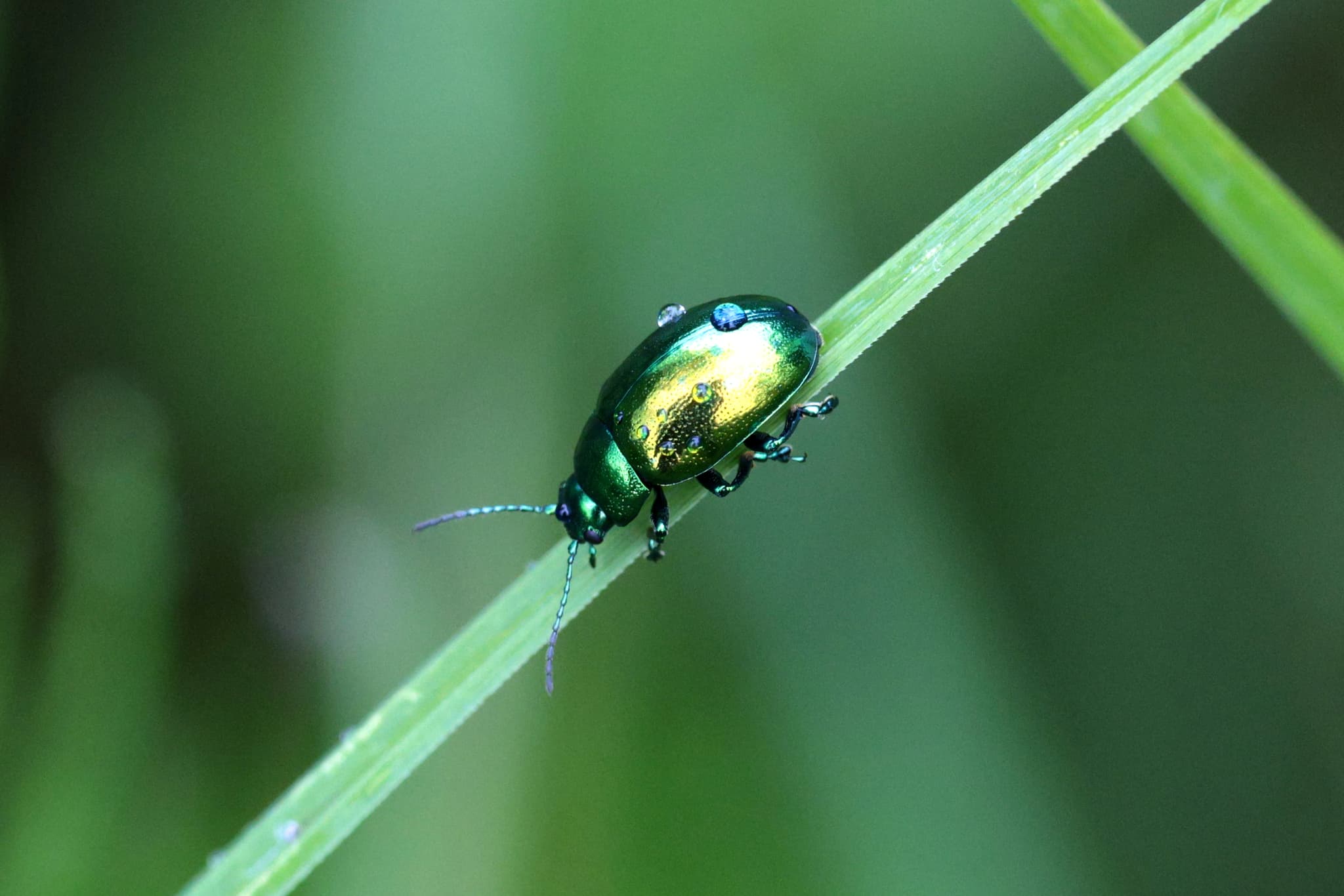 Adult de Chrysolina herbacea, gandacul mentei.