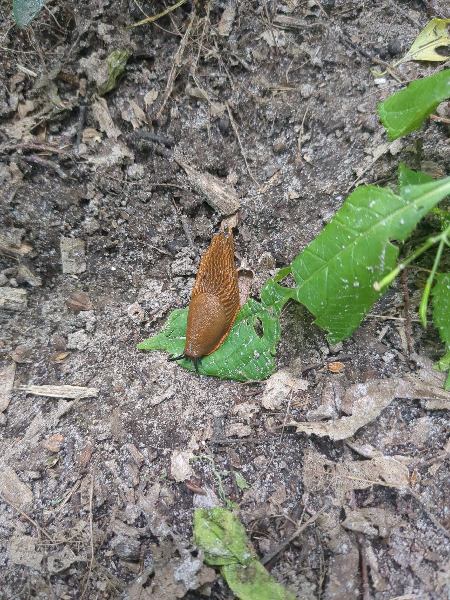 Limacsi: adult Arion vulgaris, specie reprezentativa pentru riscul agricol.