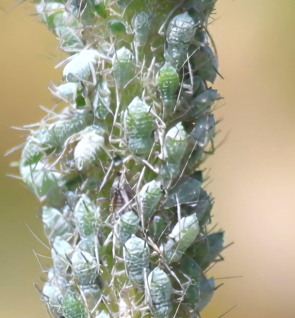 Afidul lupinului Macrosiphum albifrons pe planta.