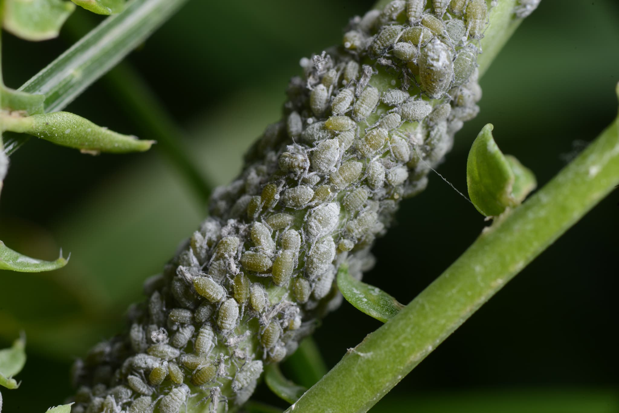 Afide la ridiche: Brevicoryne brassicae colony on radish/Brassica-type host.