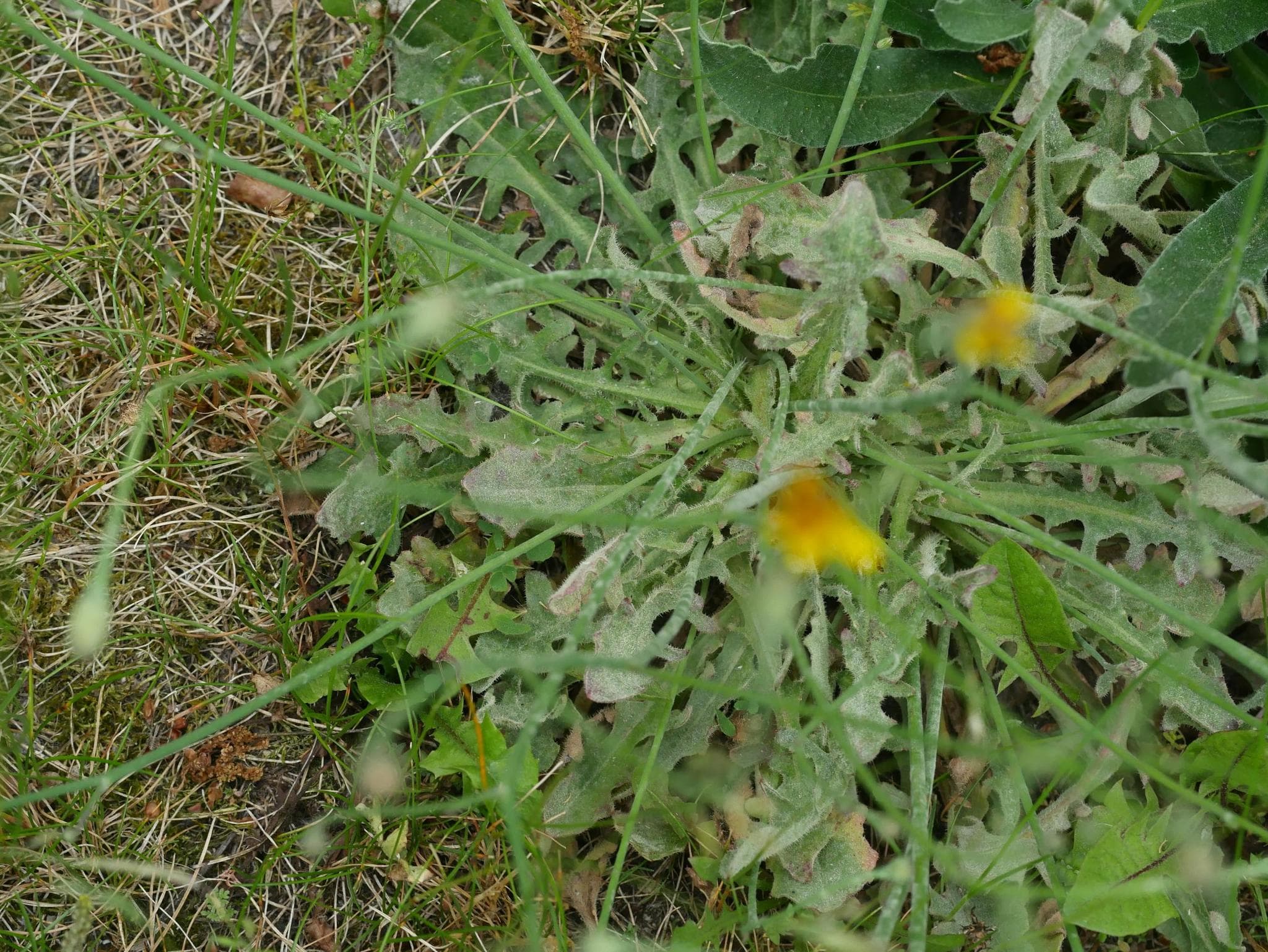 Fainare Golovinomyces cichoracearum pe frunze de Asteraceae, fallback pentru sofranel.