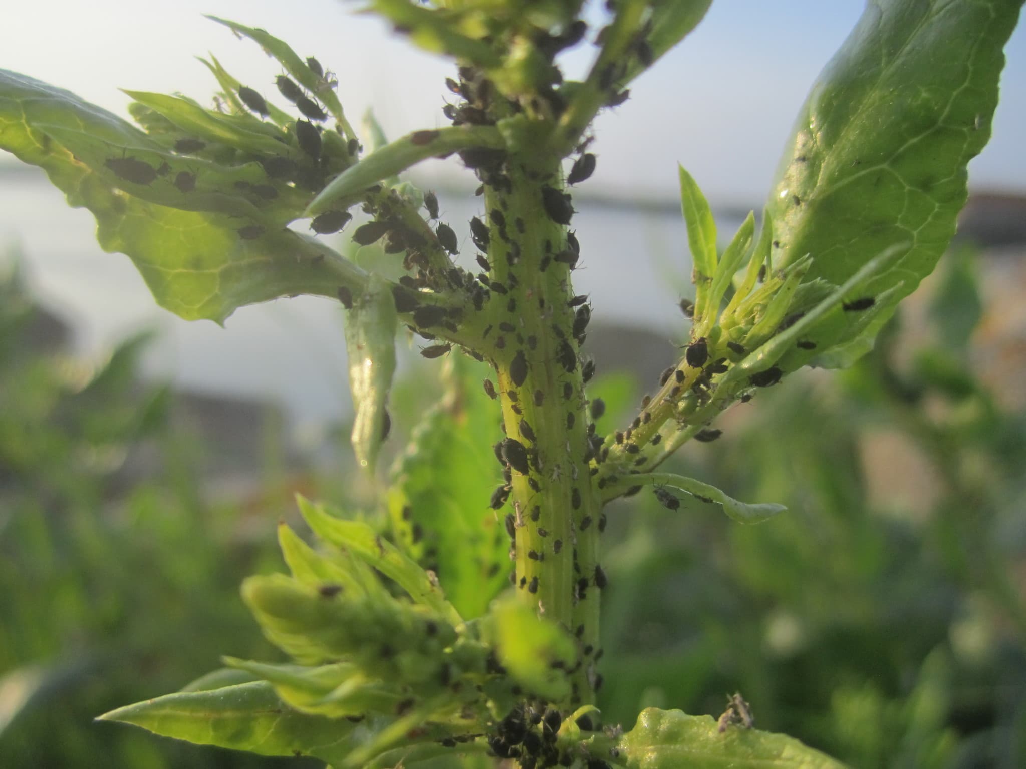 Aphid colony visible on Beta vulgaris foliage.