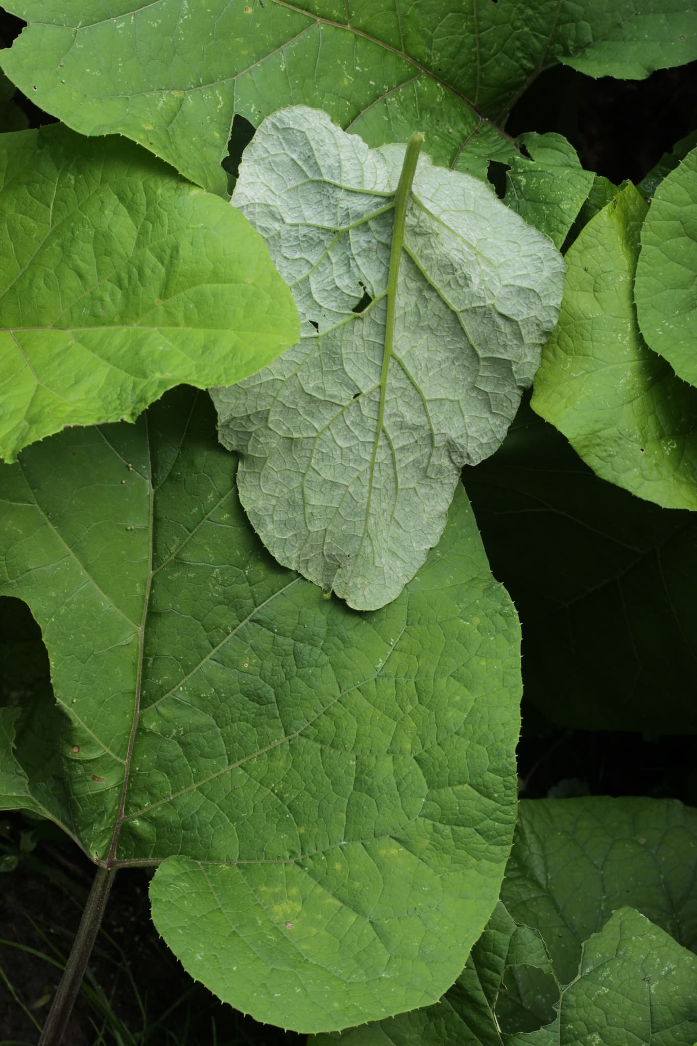 Mană la anghinare: Bremia lactucae cu simptom vizibil pe frunză Asteraceae.