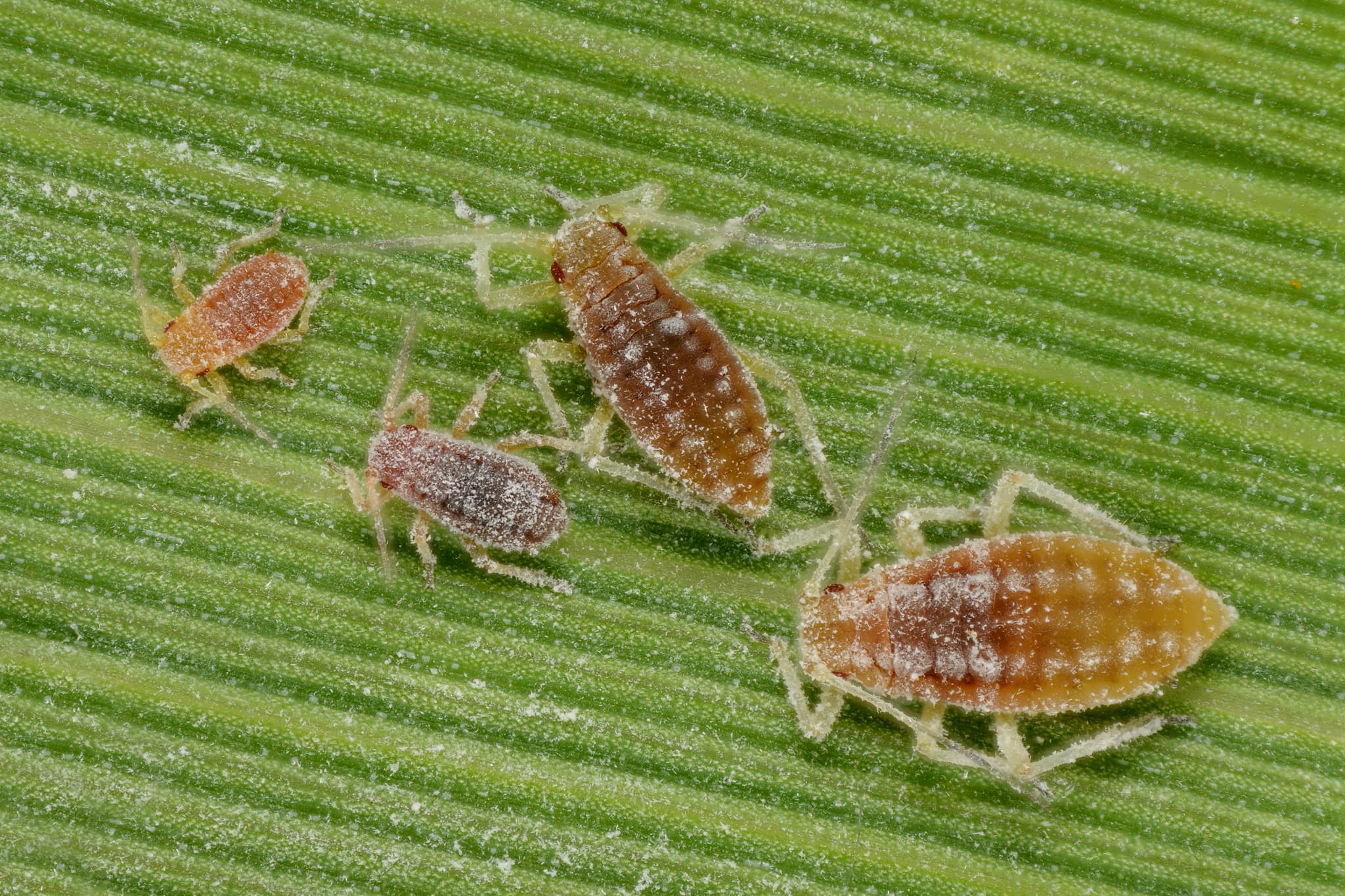 Paduchele fainos al prunului: Hyalopterus pruni close-up