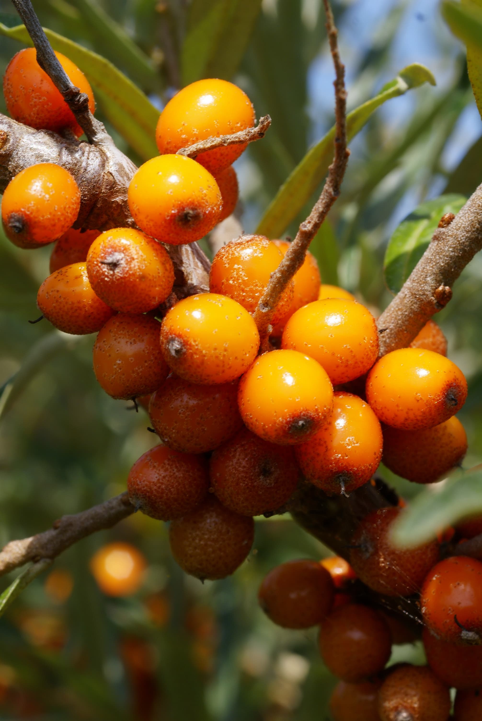 Catina: fructe de Hippophae rhamnoides pe ramura.