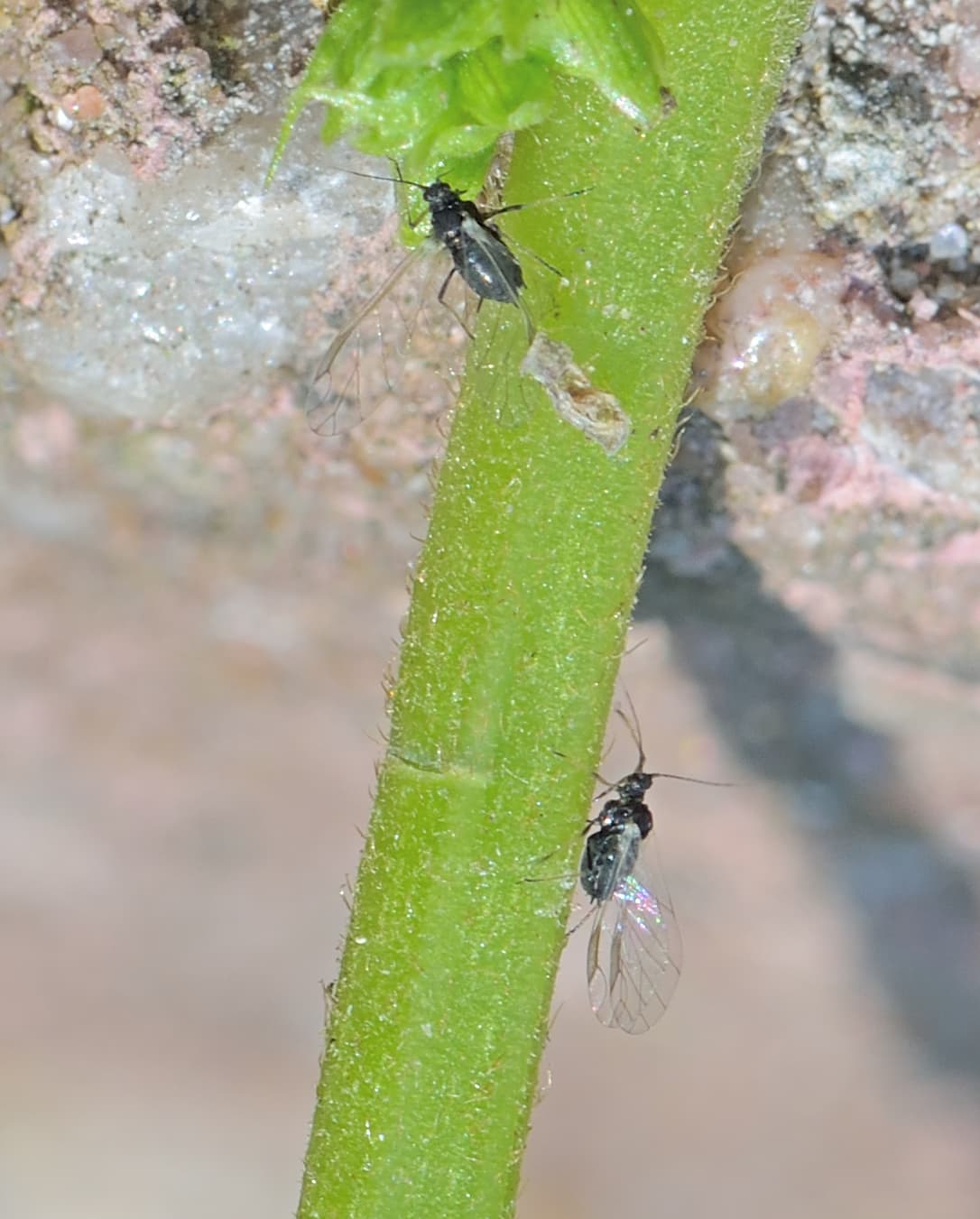 Paduchele negru al fasolei: Aphis fabae on Phaseolus vulgaris