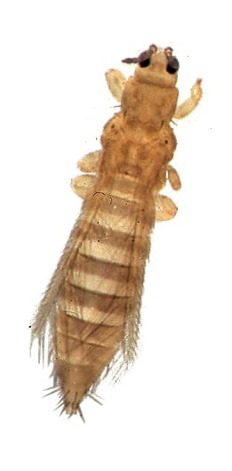 Imagine pentru Trips La Ceapa Verde: Thrips tabaci