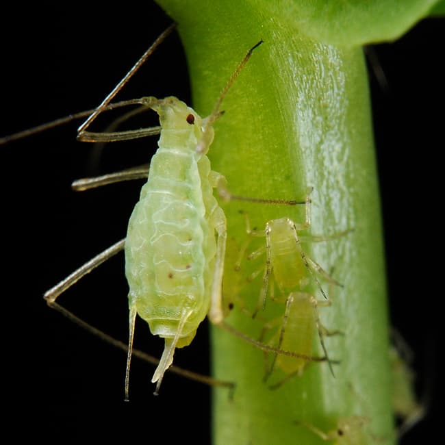 Imagine pentru Afide La Mazare: Acyrthosiphon pisum (pea aphid)-PLoS
