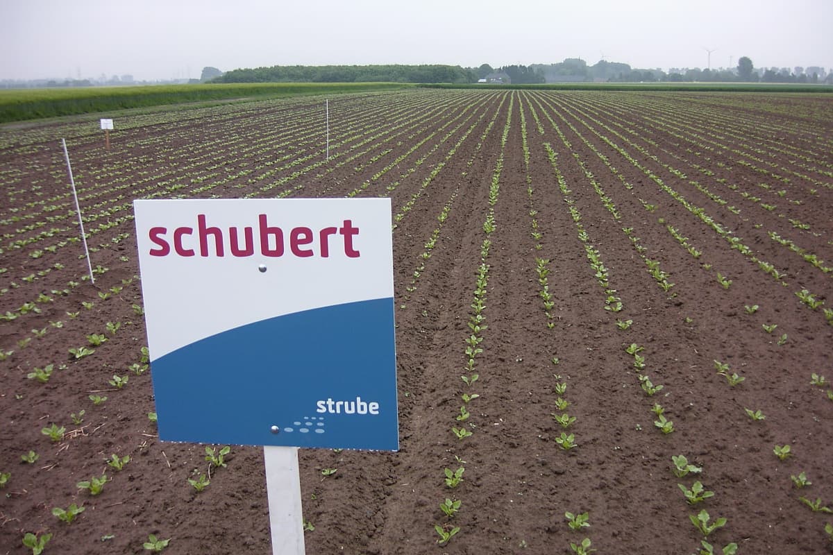 Imagine cu plante de sfeclă de zahăr pentru ghidul AgroDex despre cultură