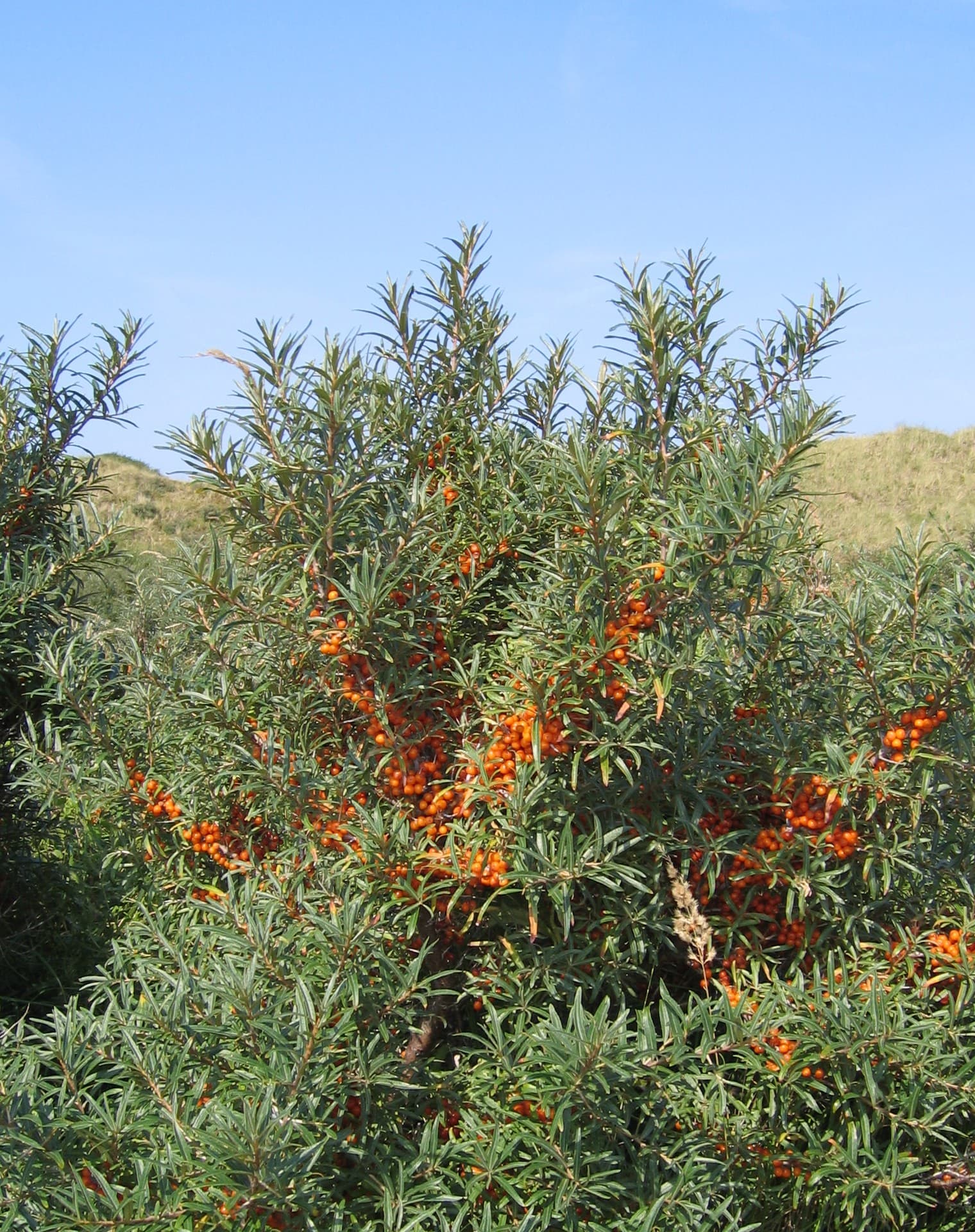 Catina alba: Hippophae rhamnoides cu fructe portocalii.