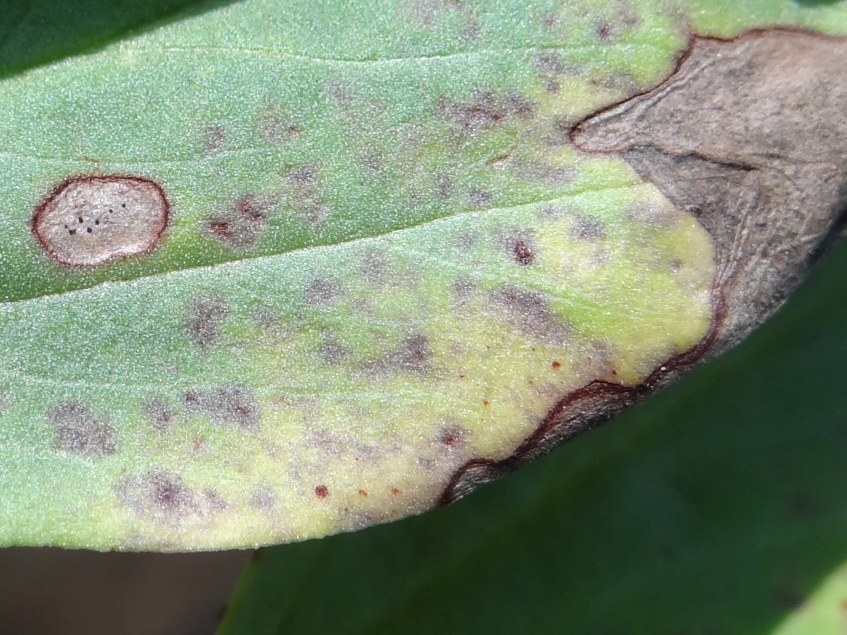 Ascochitoza bobului: Didymella fabae on Vicia faba