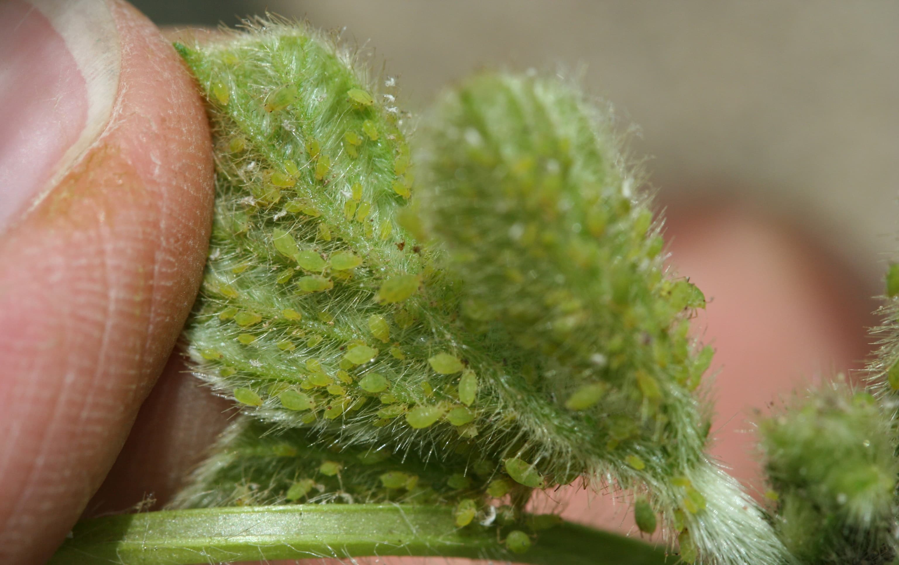 Afide la soia edamame: Aphis glycines on soybean