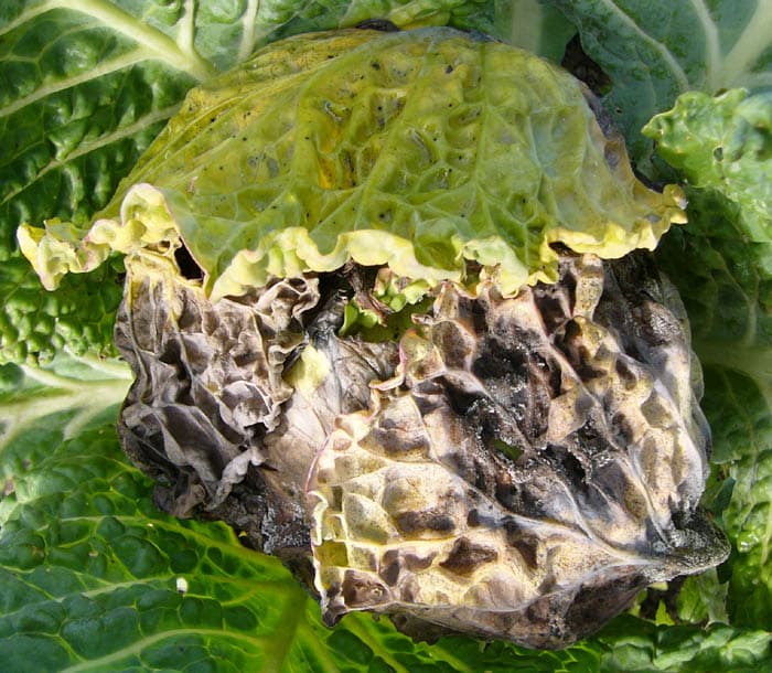 Imagine pentru Mana Conopidei: Hyaloperonospora brassicae