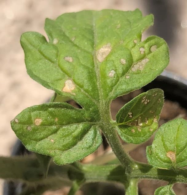 Imagine cu simptome de virus mozaic pe frunză pentru ghidul AgroDex despre mozaicul tomatelor