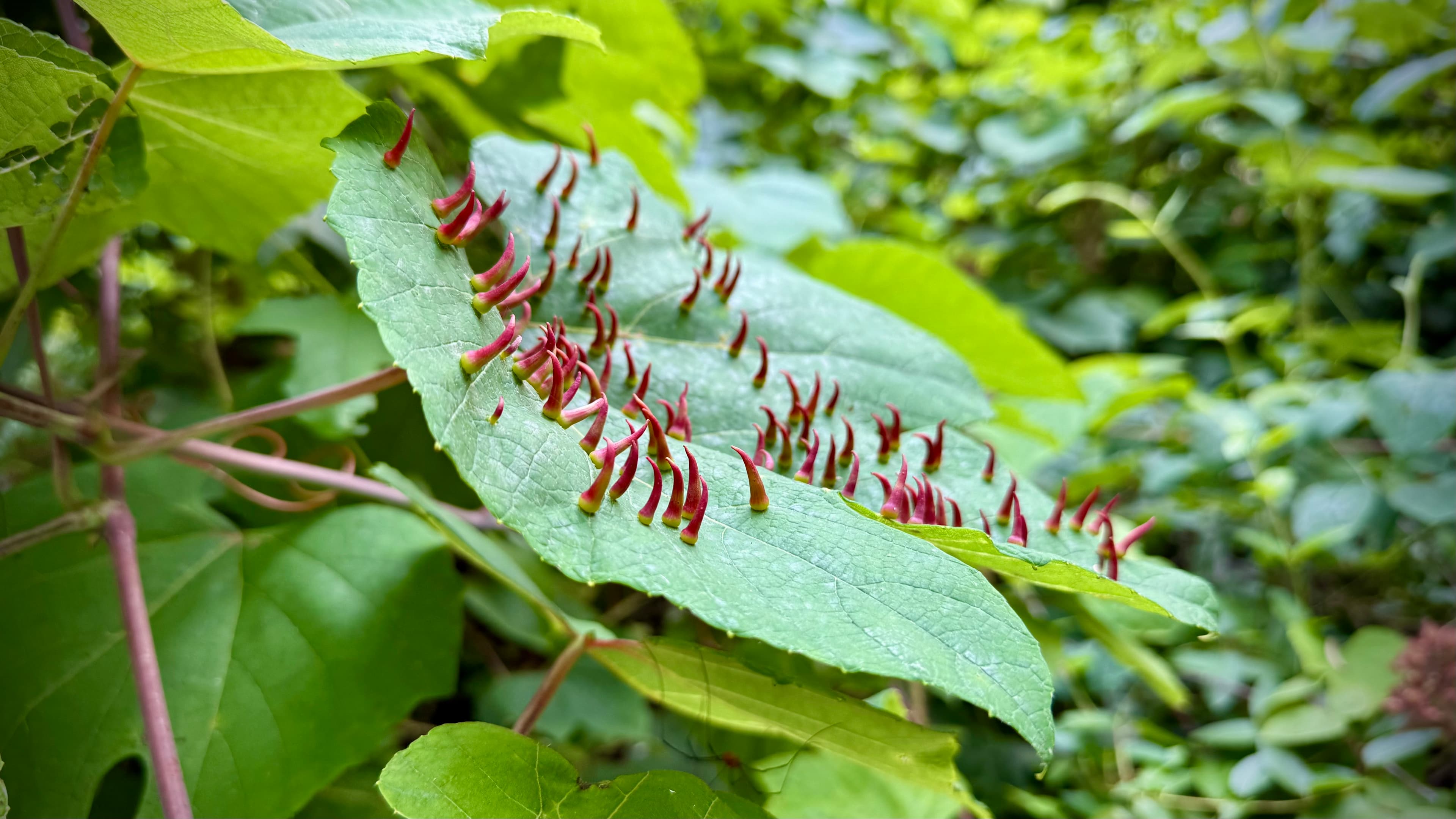Acarienii galicoli: Eriophyidae spindle galls