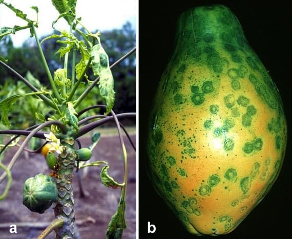 Patarea inelara: papaya ringspot virus symptoms
