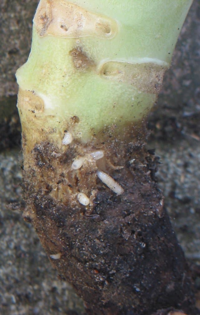 Musca broccoliului: Delia radicum damage on cauliflower roots