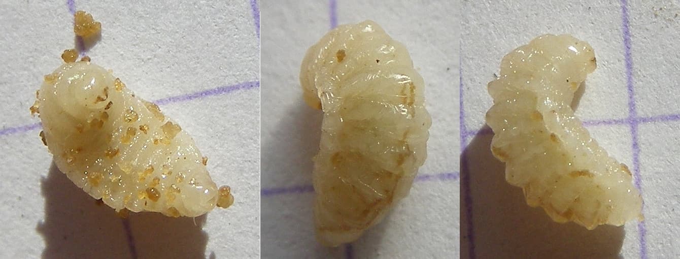 Viermele migdalelor: larva de Eurytoma amygdali gasita intr-o migdala.