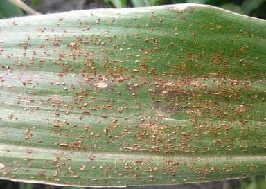 Imagine cu simptome de rugină comună a porumbului produse de Puccinia sorghi pentru ghidul AgroDex