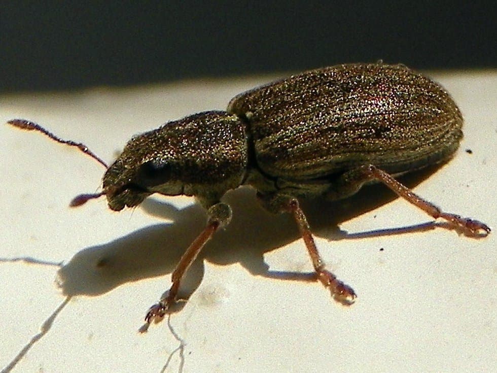 Imagine pentru Gărgărița mazării: Pea Weevil (Sitona lineatus)