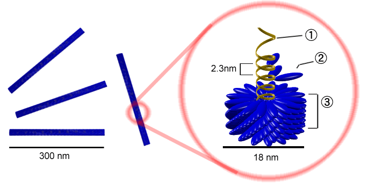 Imagine pentru Mozaicul tutunului: Tobacco mosaic virus structure