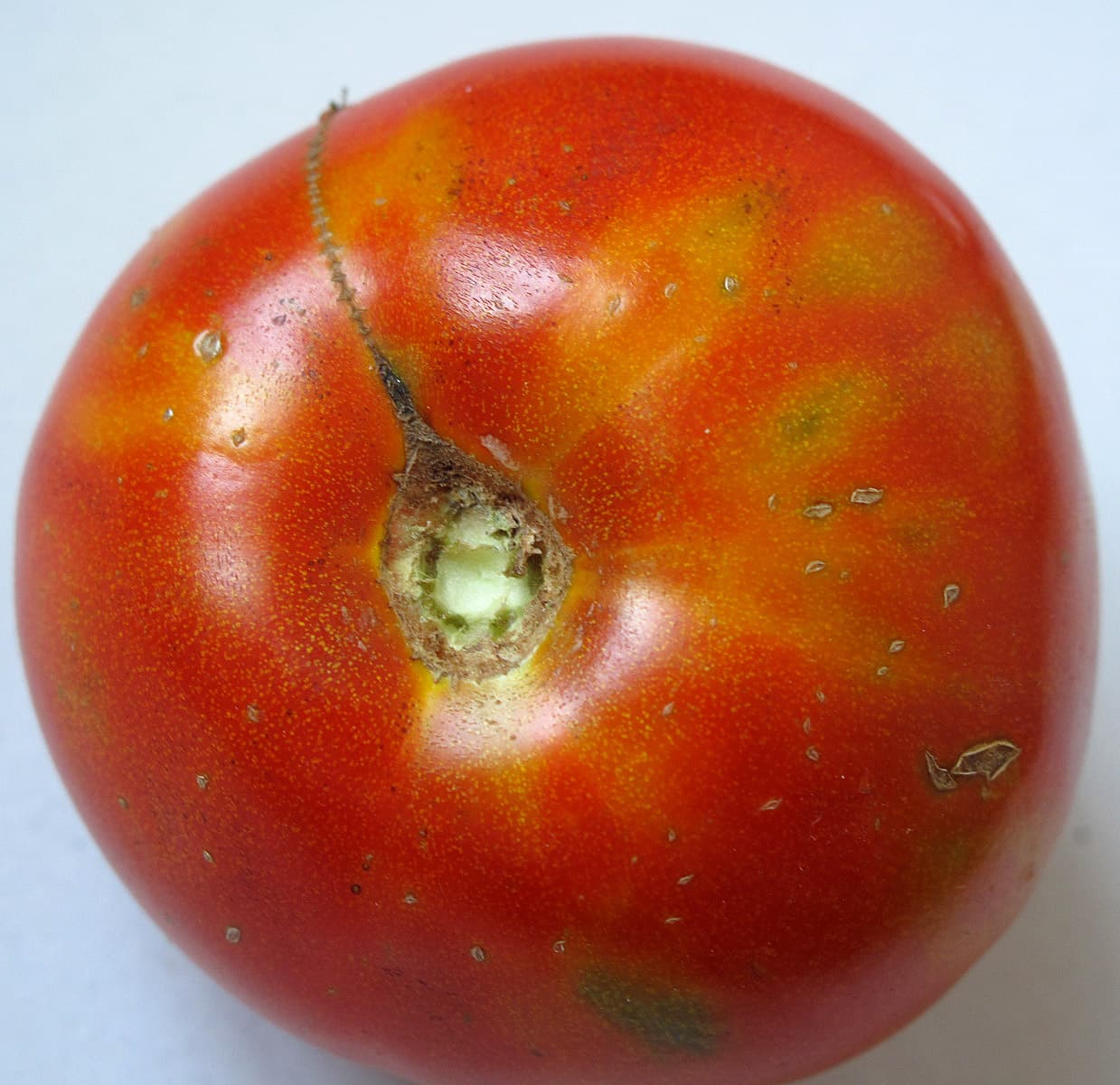 Viroza bronzării tomatelor: tomate cu simptome de Tomato spotted wilt virus.