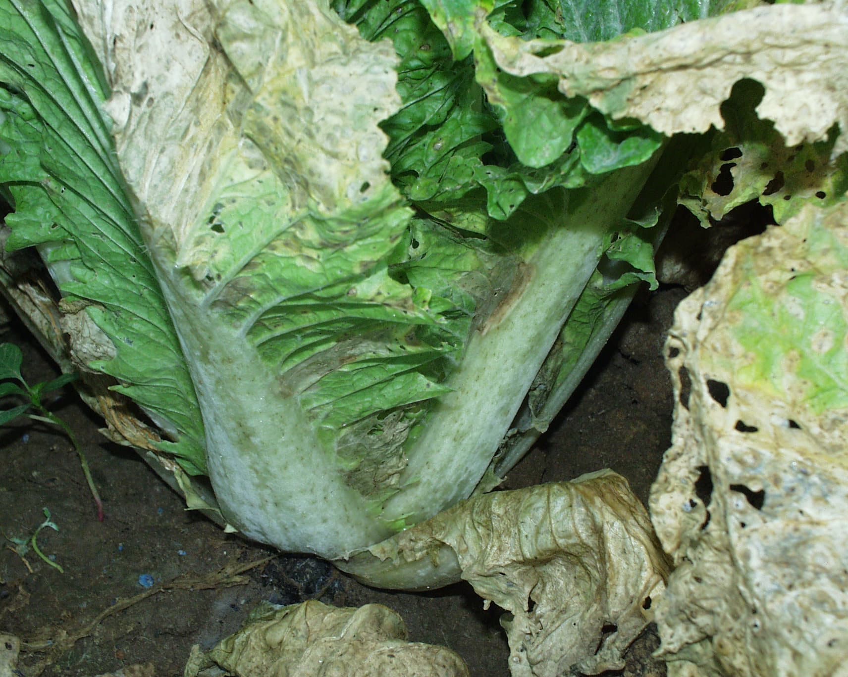 Fainare la varza de bruxelles: powdery mildew symptoms on Chinese cabbage