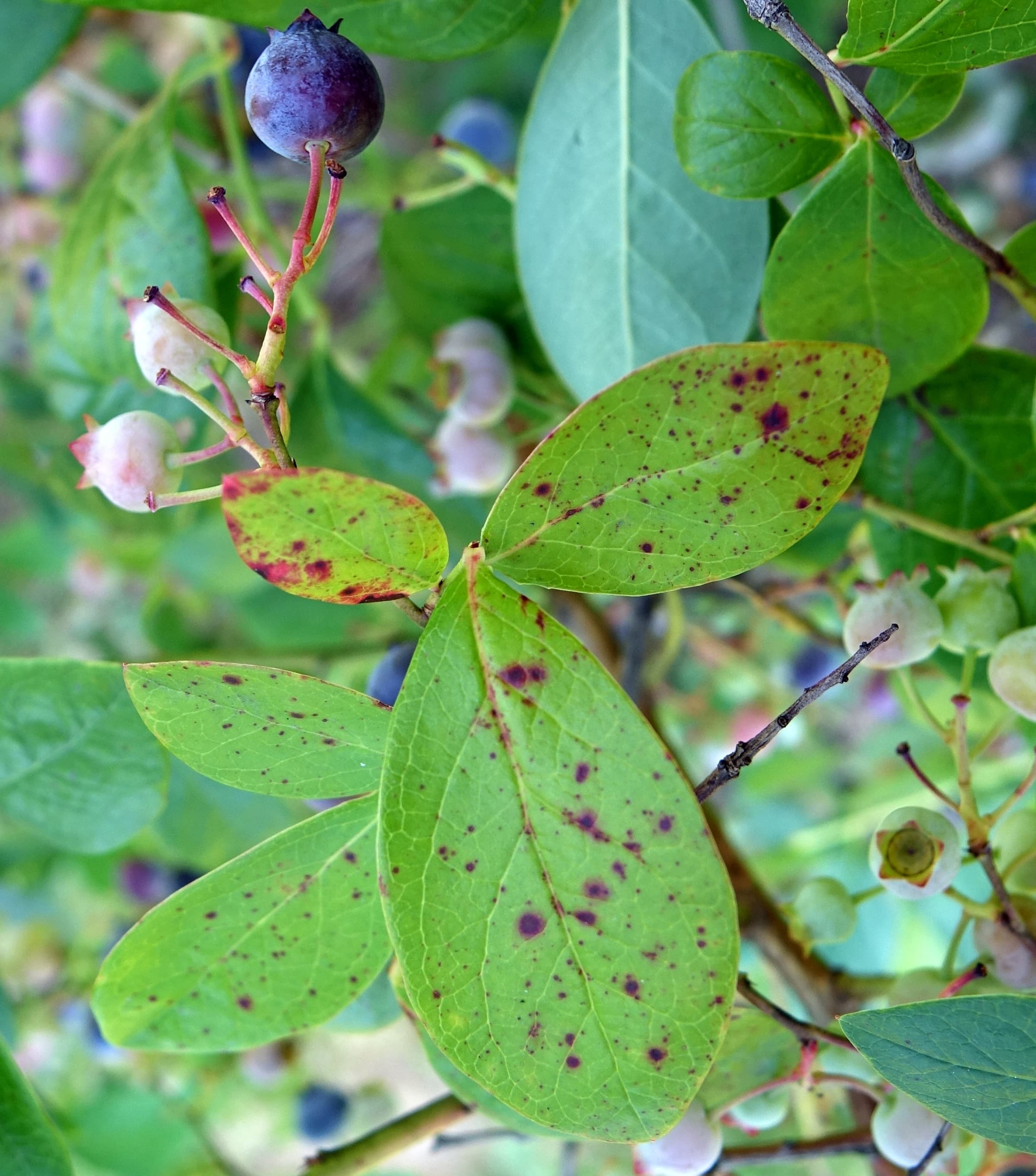 Antracnoza afinului: anthracnose symptoms on blueberry (Vaccinium corymbosum)