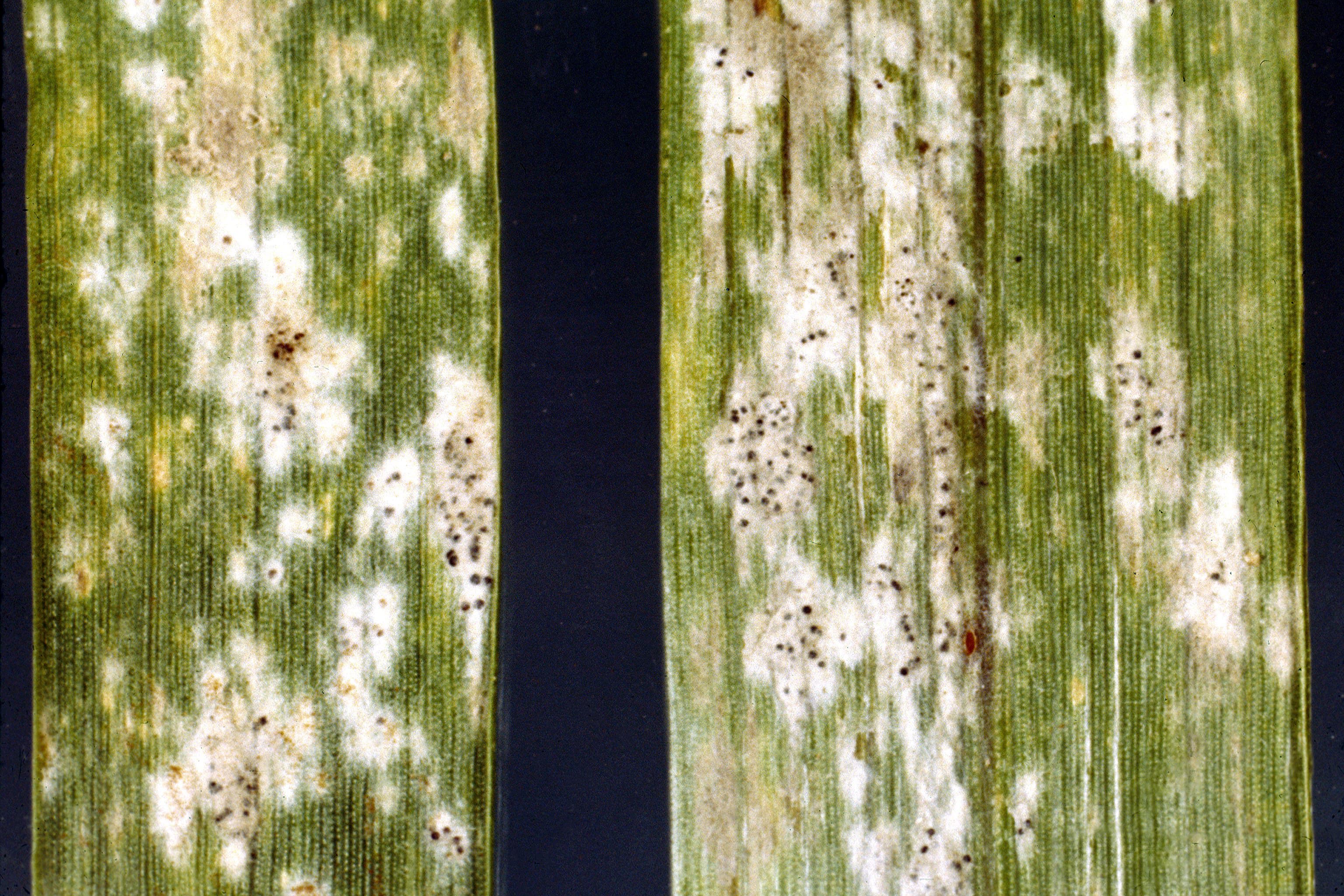 Orzoaică: imagine de referinta asociata cu Făinare la orzoaică: simptome, calitate și management integrat. Fainare la orzoaica: Blumeria graminis powdery mildew lesions on barley or grass leaves.