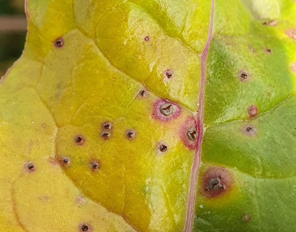 Imagine pentru Rugina Sfeclei Rosii: Uromyces betae (08)