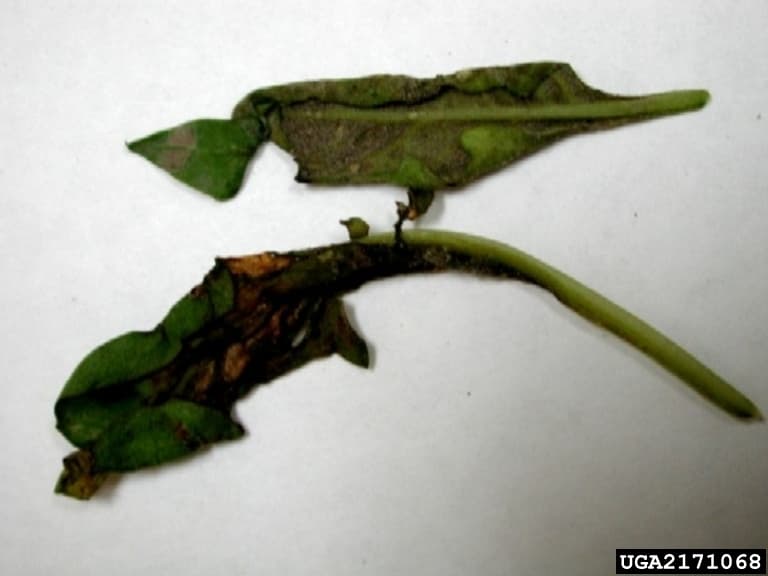 Mana la sfecla furajera: Peronospora farinosa f.sp. betae symptoms on beet leaves.