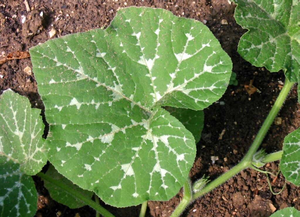 Dovleac butternut - imagine reprezentativă pentru ghidul AgroDex.