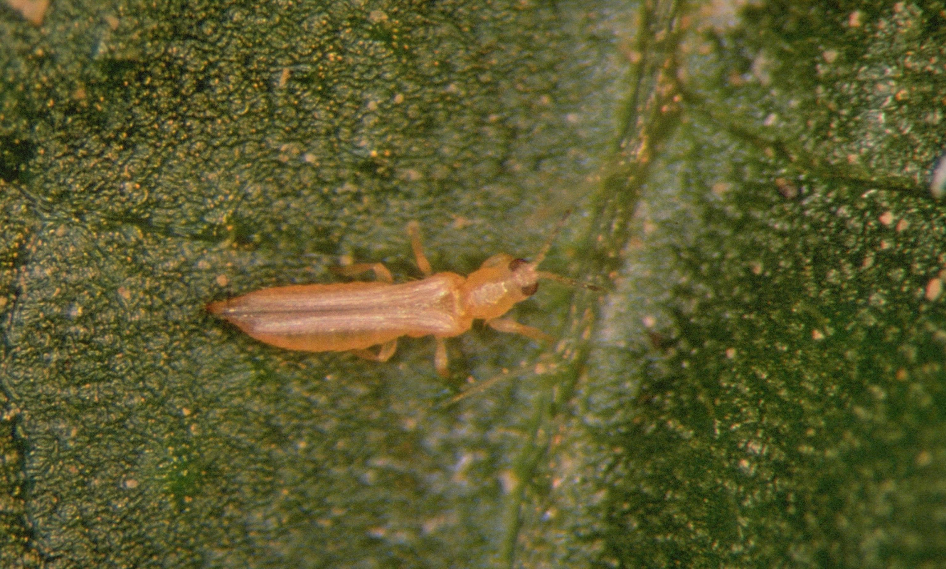 Tripsul californian: Frankliniella occidentalis
