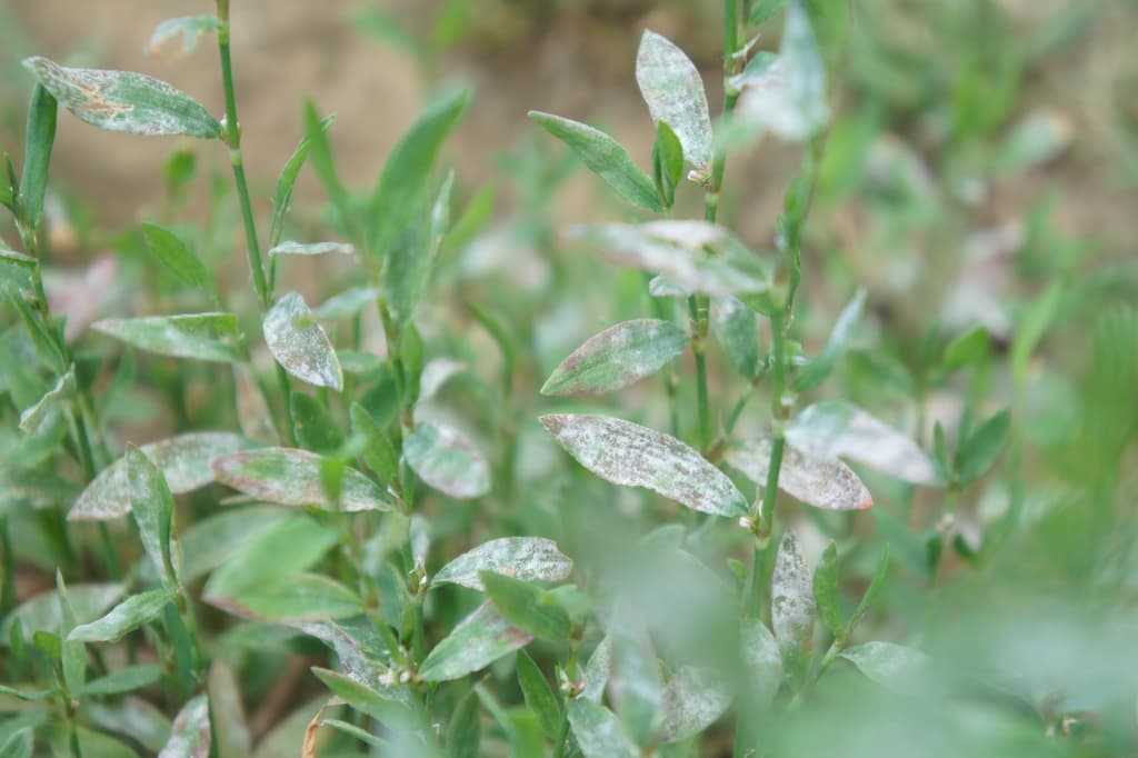 Fainarea hriscai: Erysiphe polygoni on Polygonum