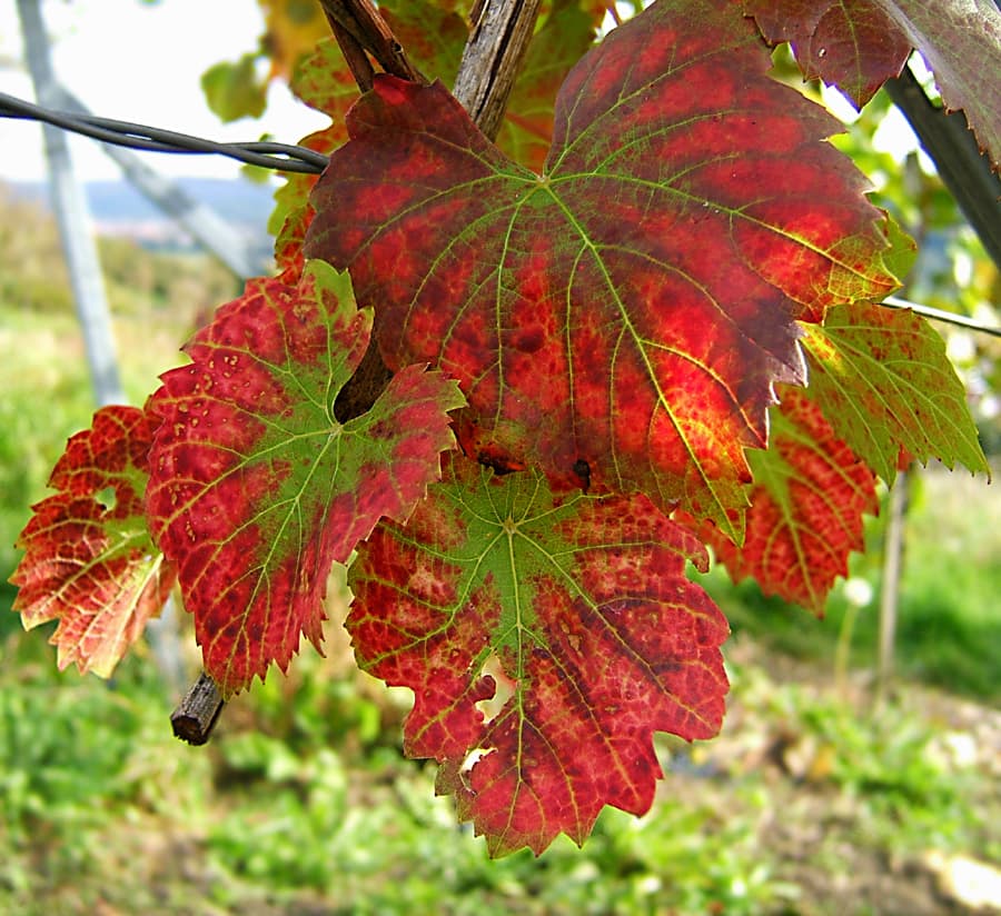 Viță de vie pentru masă neagră - imagine reprezentativă pentru ghidul AgroDex.