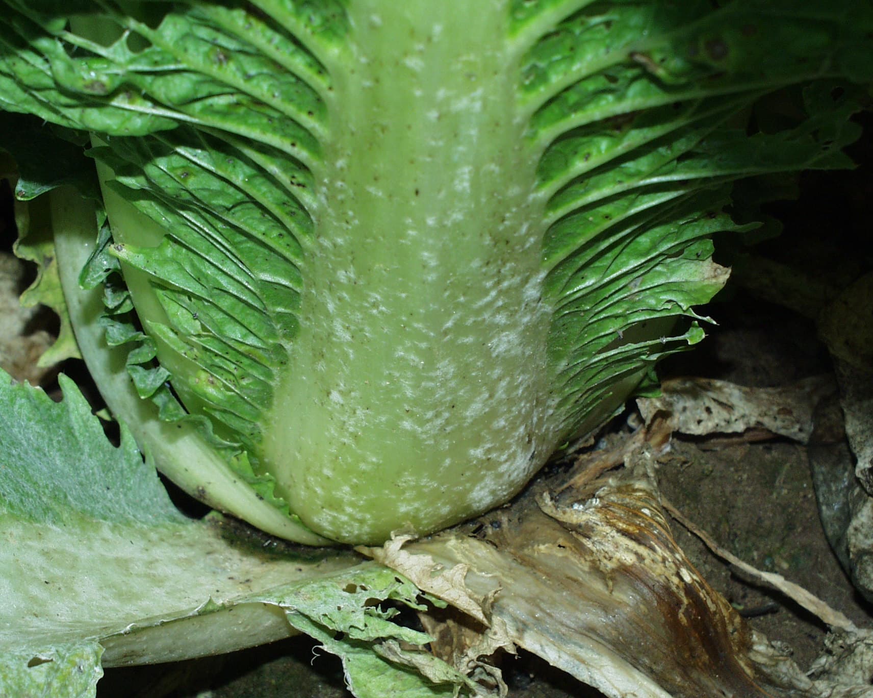 Fainare la varza chinezeasca: powdery mildew symptoms on Chinese cabbage