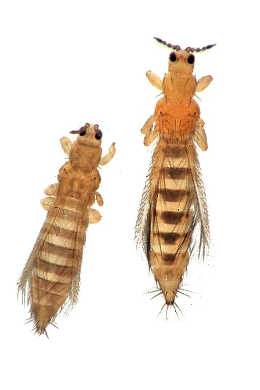 Imagine pentru Tripsul Tutunului: Thrips tabaci Frankliniella occidentalis