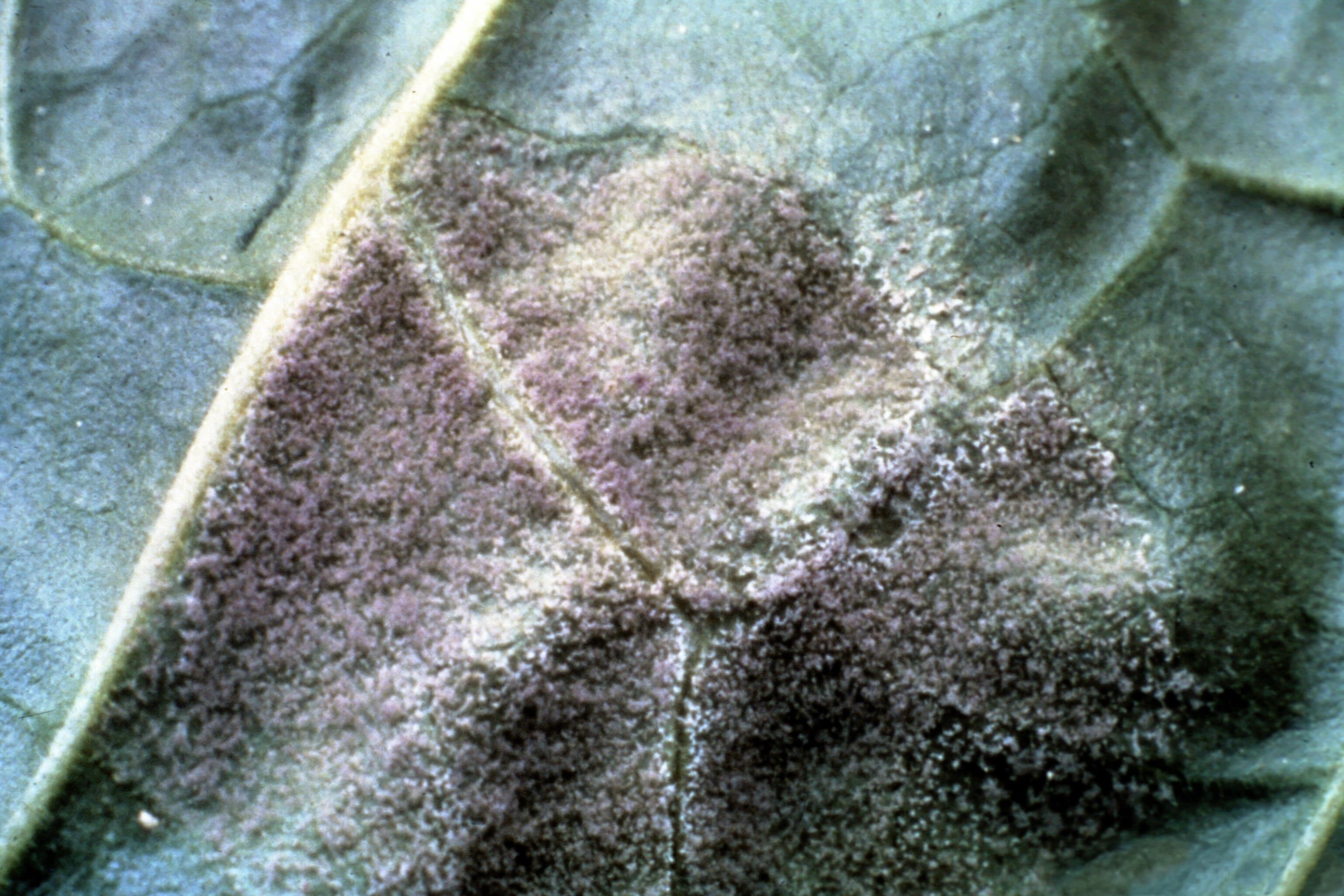 Mana tutunului: Peronospora hyoscyami f.sp. tabacina blue mold symptoms on tobacco leaf.