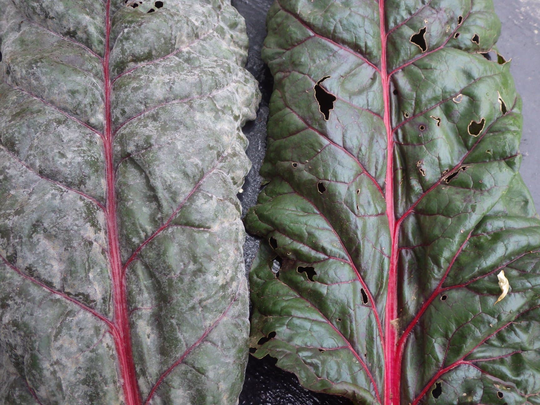 Fainare la sfecla rosie: white powdery coating on Beta vulgaris chard leaf.