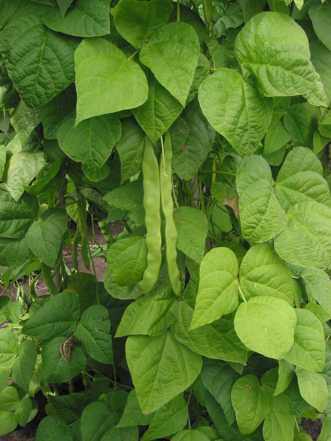 Imagine cu păstăi de fasole pentru ghidul AgroDex despre cultura fasolei