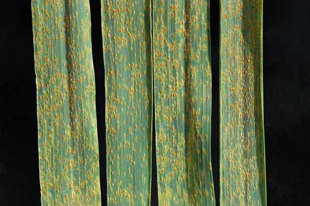Imagine pentru Rugina brună: Wheat leaf rust on wheat