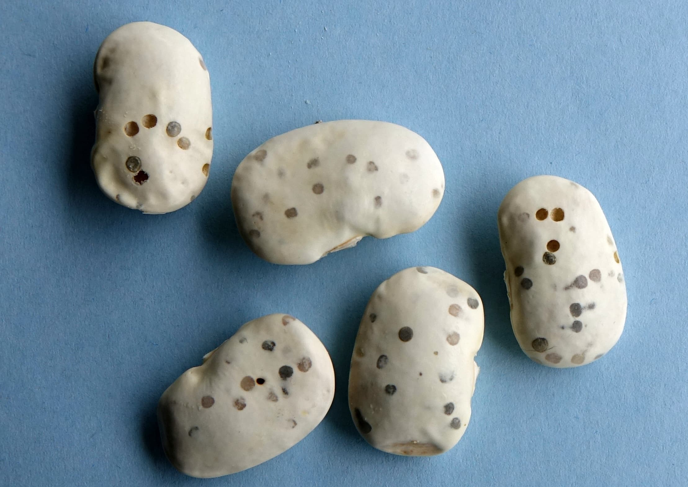 Gargarita fasolei: bean seed damage from Acanthoscelides obtectus